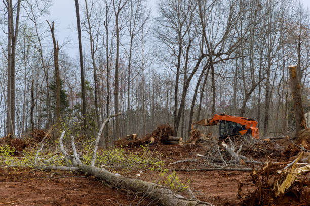 How Our Tree Care Process Works  in  Vernon, TX